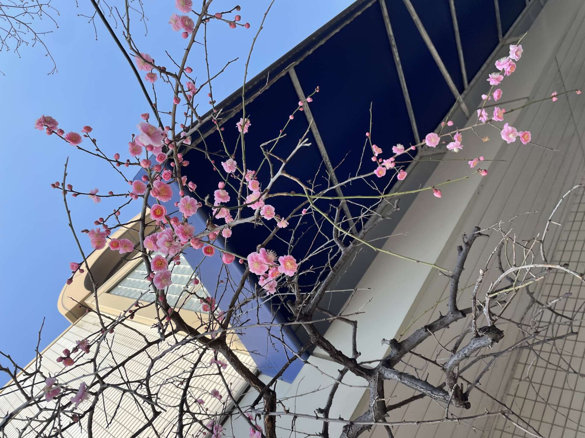 春の足音、、！｜神戸市東灘区　御影の肌質改善専門salon maru